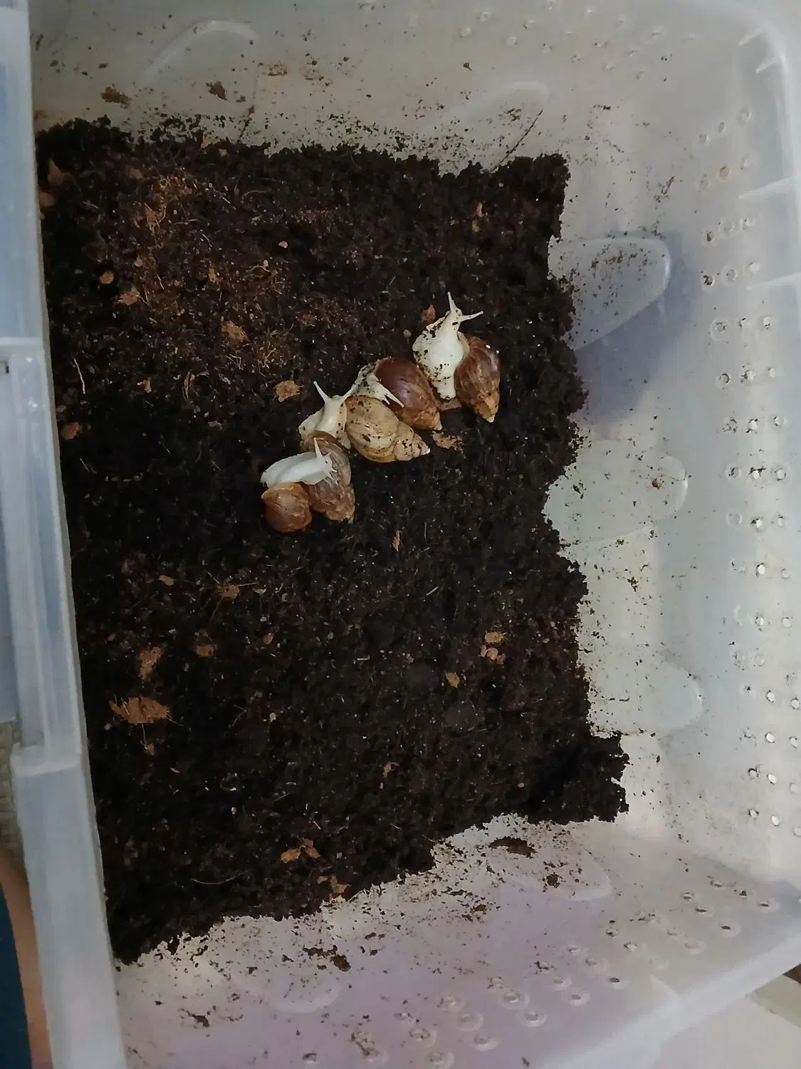 ۵تاحلزون آچاتینا با باکس+۱۰تا جوجه حلزون رایگان|خزنده|فردیس, شهرک ناز|دیوار