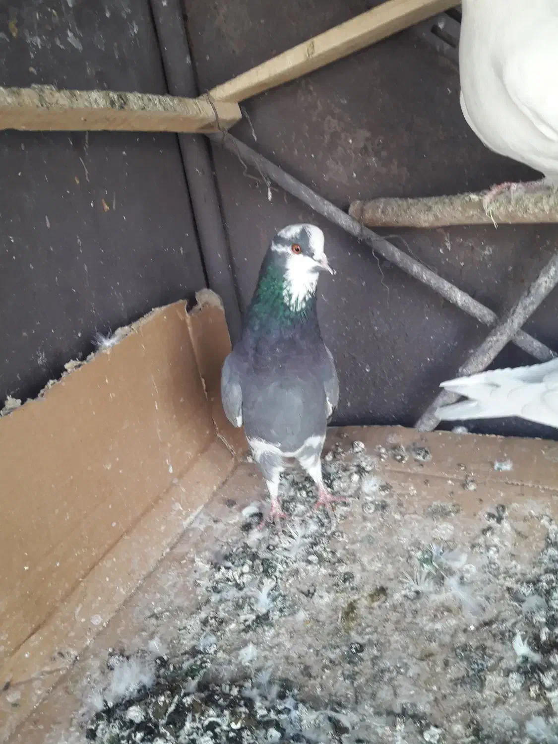 کبوتر تهرانی|پرنده|خاوران, |دیوار