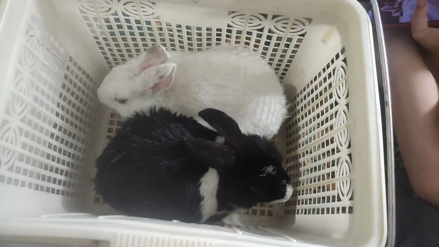 فروش خرگوش خانگی|موش و خرگوش|یزد, |دیوار