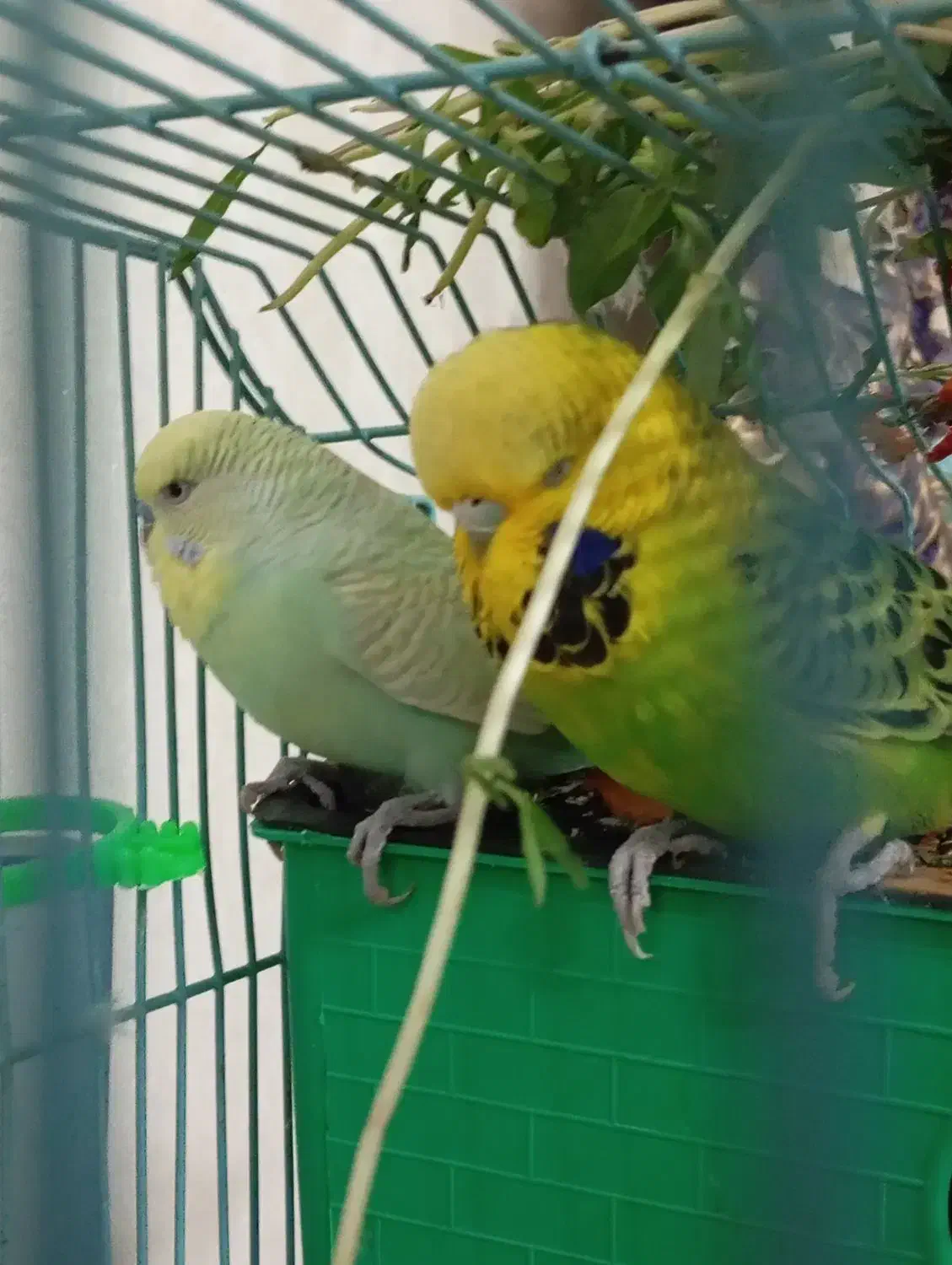 جفت مرغ عشق انگلیسی|پرنده|اندیشه, اندیشه فاز ۲|دیوار