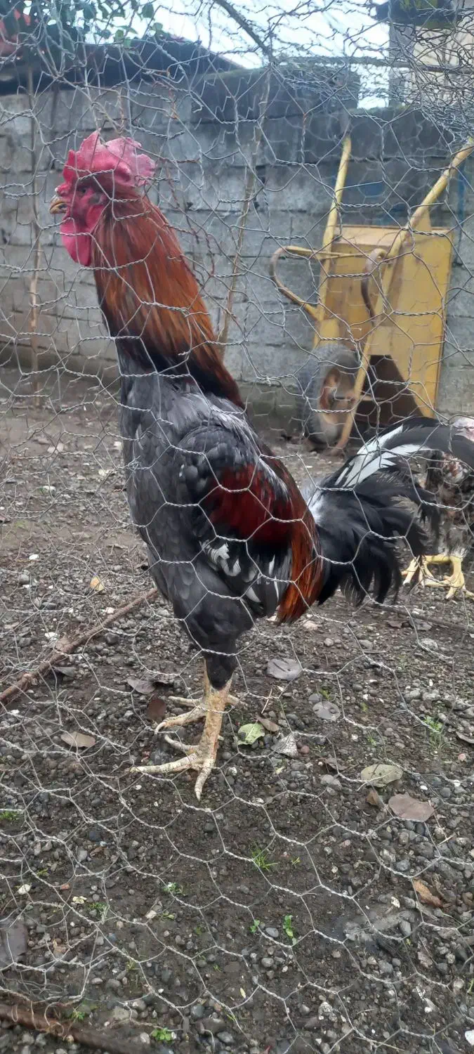 لاری اصیل|حیوانات مزرعه|حویق, |دیوار