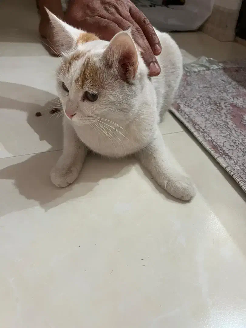 واگذاری گربه|گربه|یزد, |دیوار