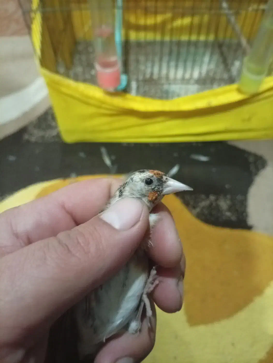 سهره نر|پرنده|پارسآباد, |دیوار