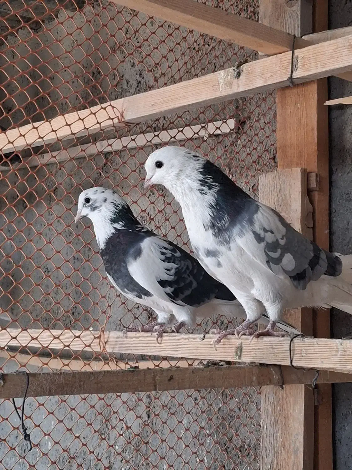 کفتر یاکبوتر|پرنده|ساوه, |دیوار