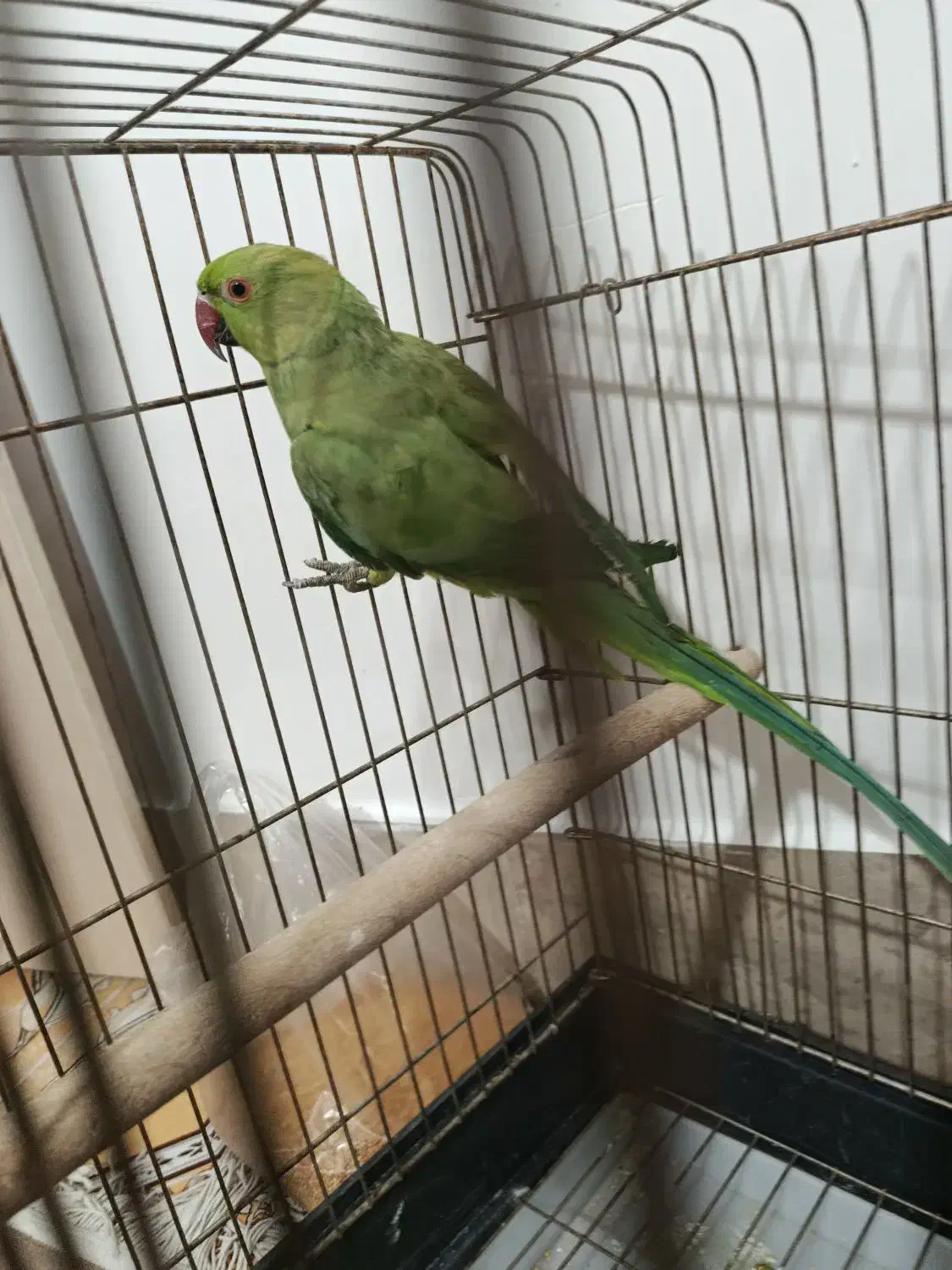 یک عدد ملنگو|پرنده|صائین قلعه, |دیوار