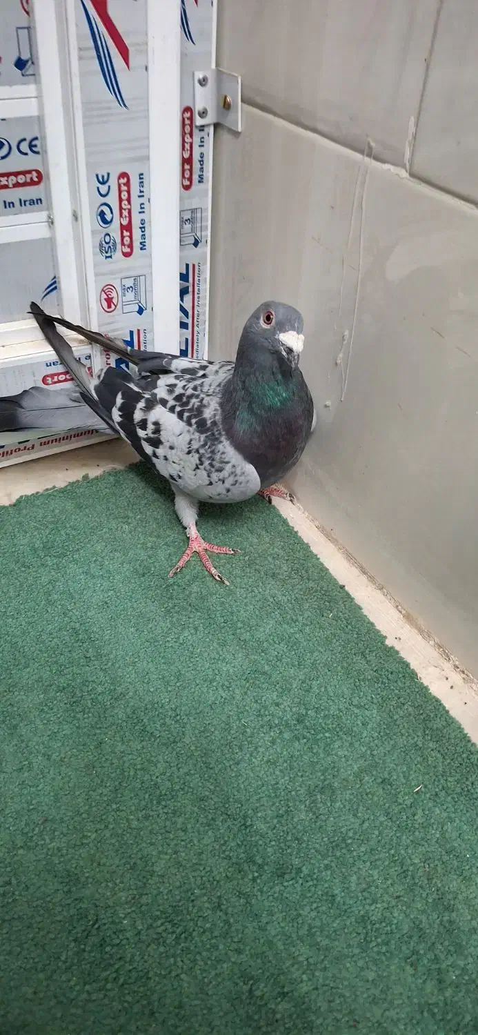 کفتر|پرنده|اردکان, |دیوار