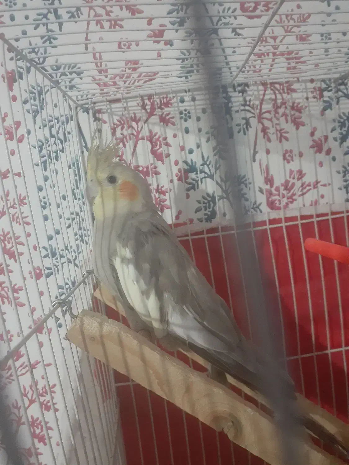 عروس هلندی فروشی|پرنده|سلامی, |دیوار