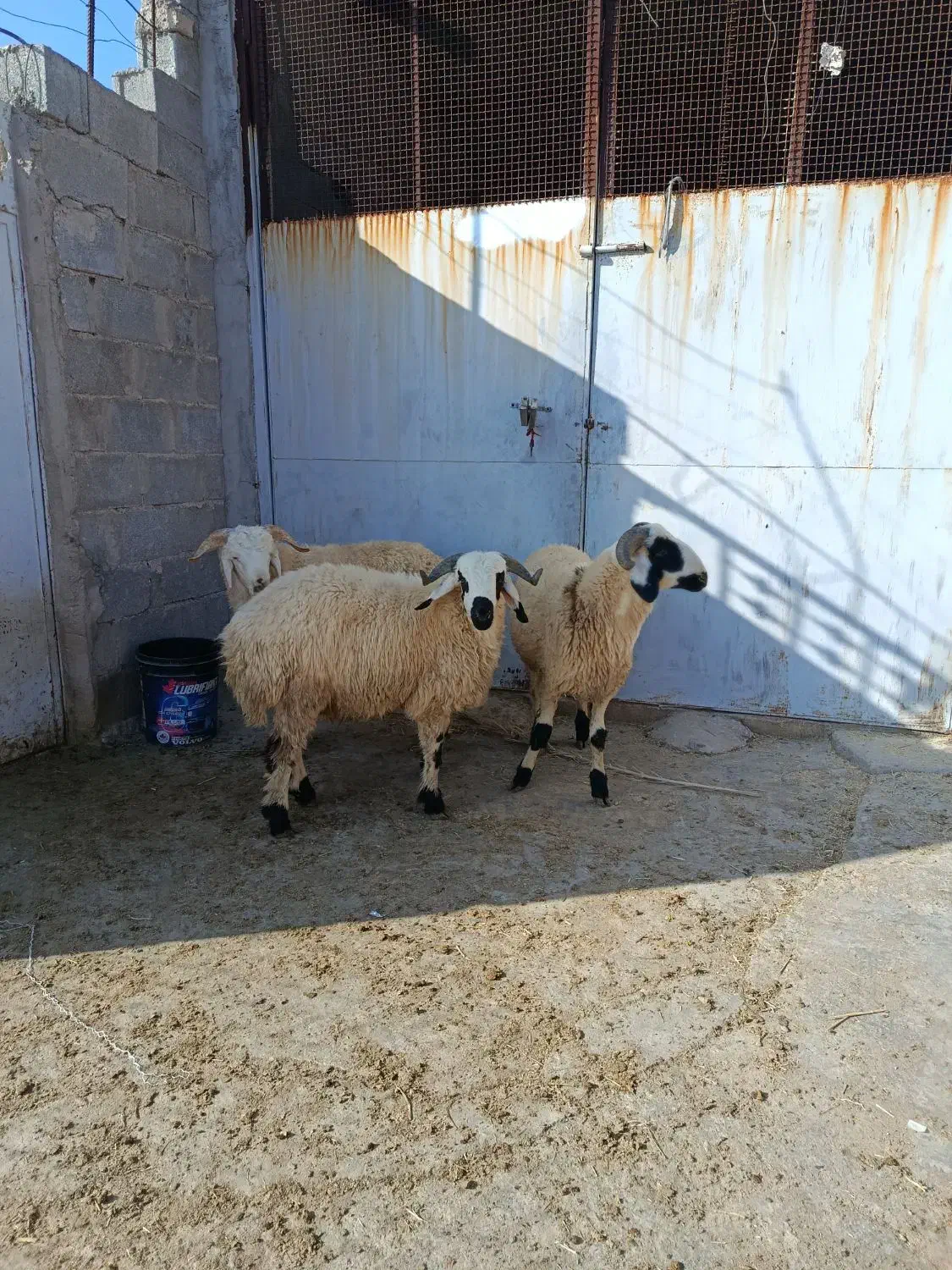 بره نر|حیوانات مزرعه|داراب, |دیوار