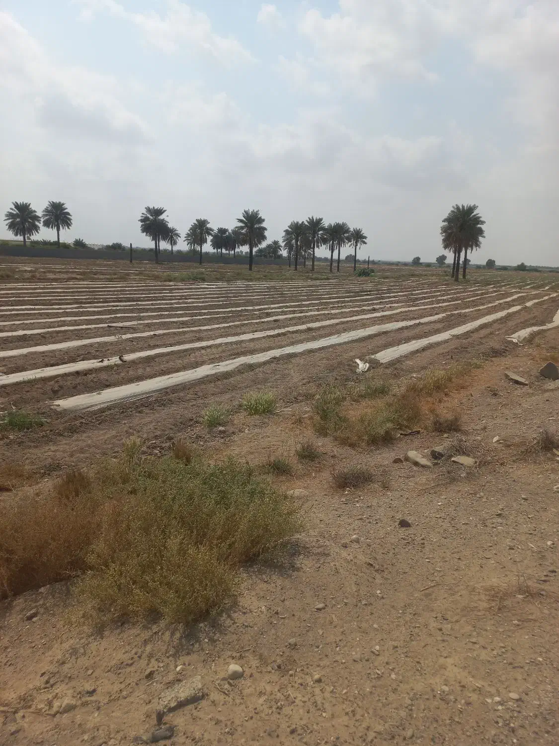 فروش ۲ هکتار زمین کشاورزی با چاه آب نزدیک خیابان|فروش دفتر صنعتی، کشاورزی، تجاری|میناب, |دیوار