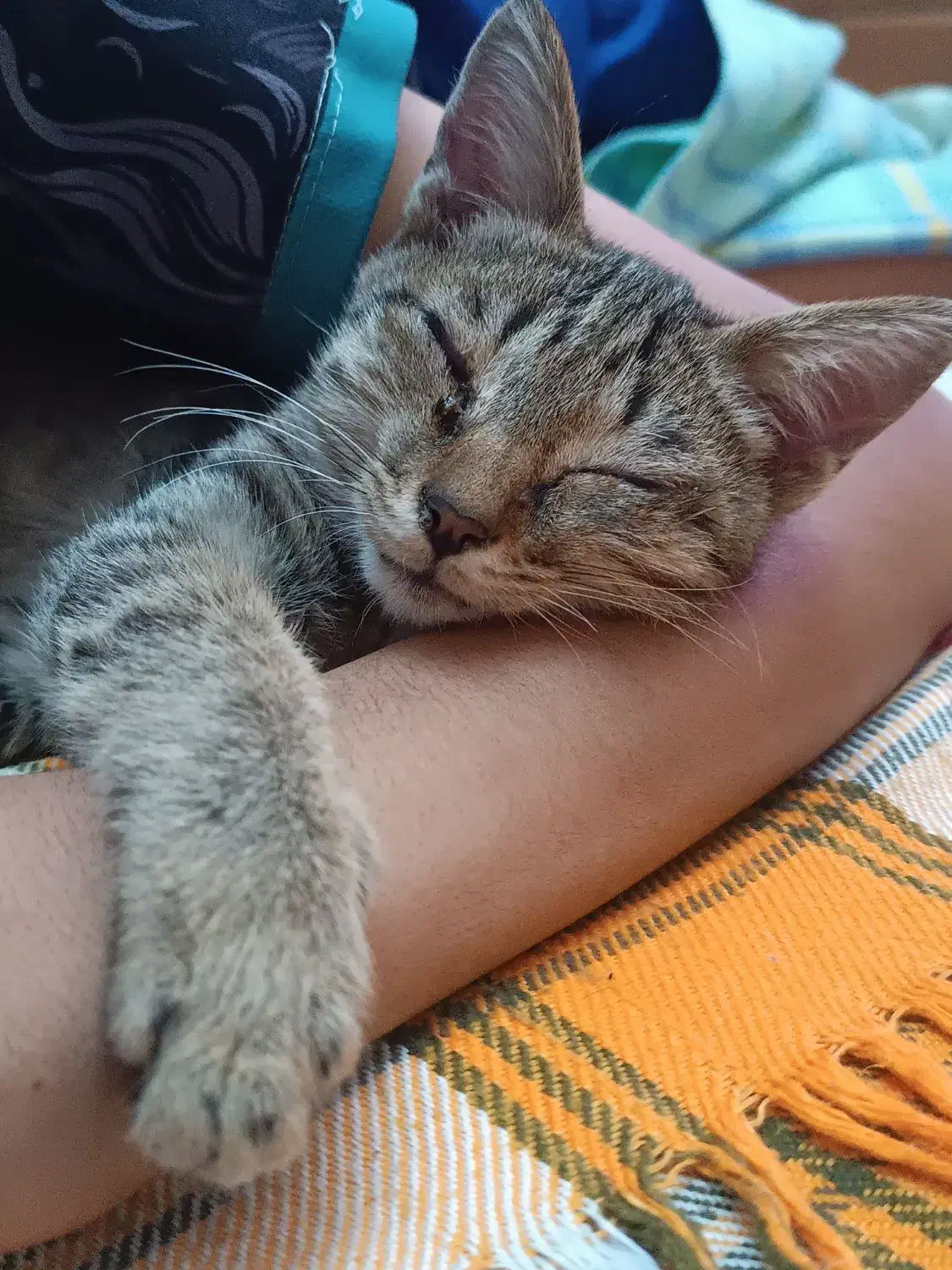 گربه واگذار ی|گربه|فردیس, شهرک شهید حسینی|دیوار