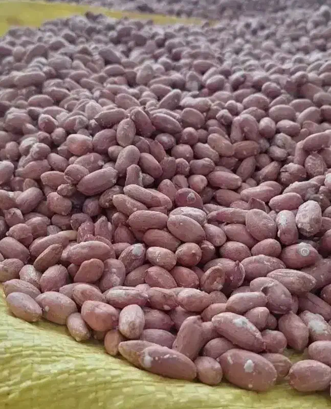 چای بهاره ممتاز لاهیجان قیمت عمده از کارخانه|خوردنی و آشامیدنی|بروجرد, |دیوار