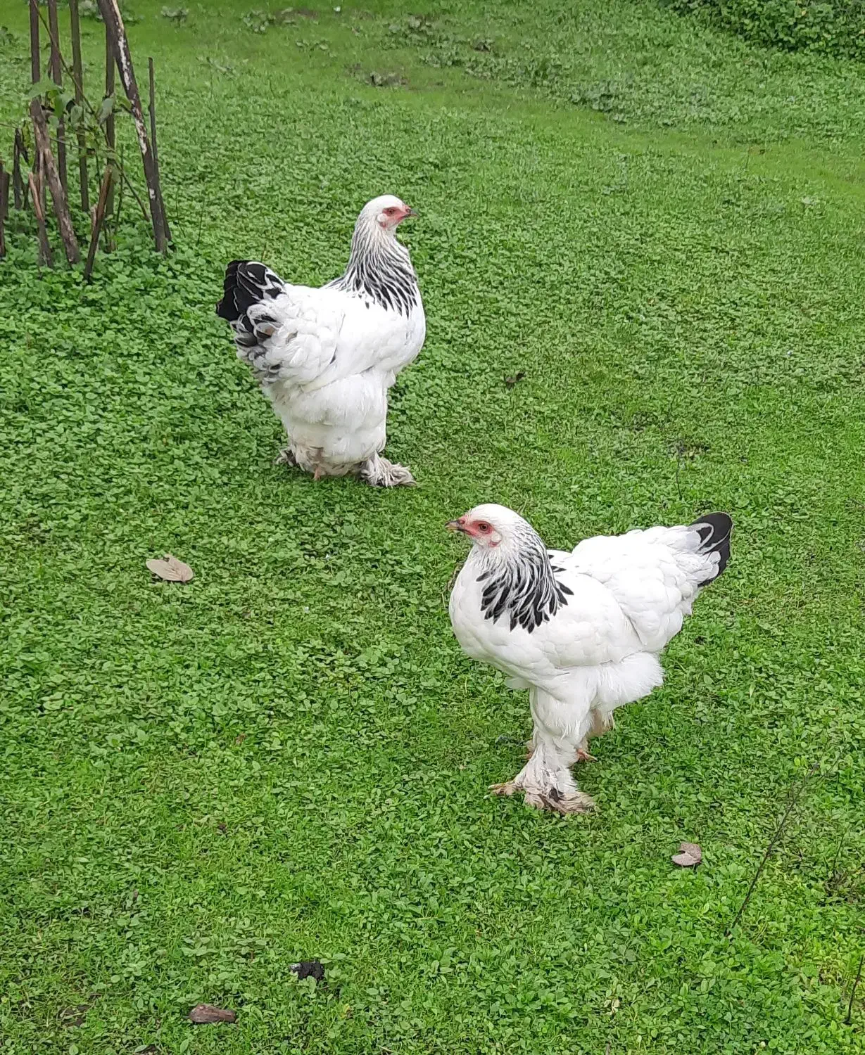 برهما لایت رومانی ۶ماهه|حیوانات مزرعه|آستارا, |دیوار