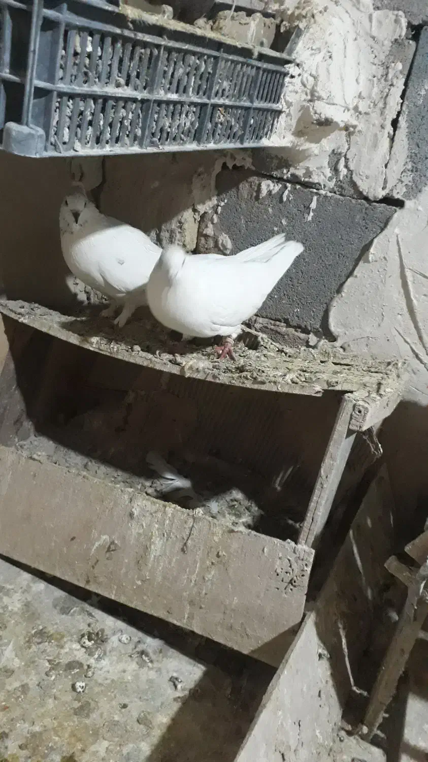 یه جفت کفتر نر و ماده|پرنده|کبودرآهنگ, |دیوار