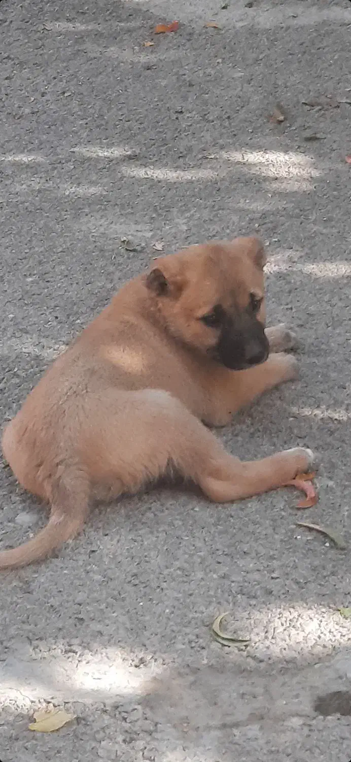 توله سرابی اصیل نرو ماده|سگ|کرج, فاز ۴ مهرشهر|دیوار