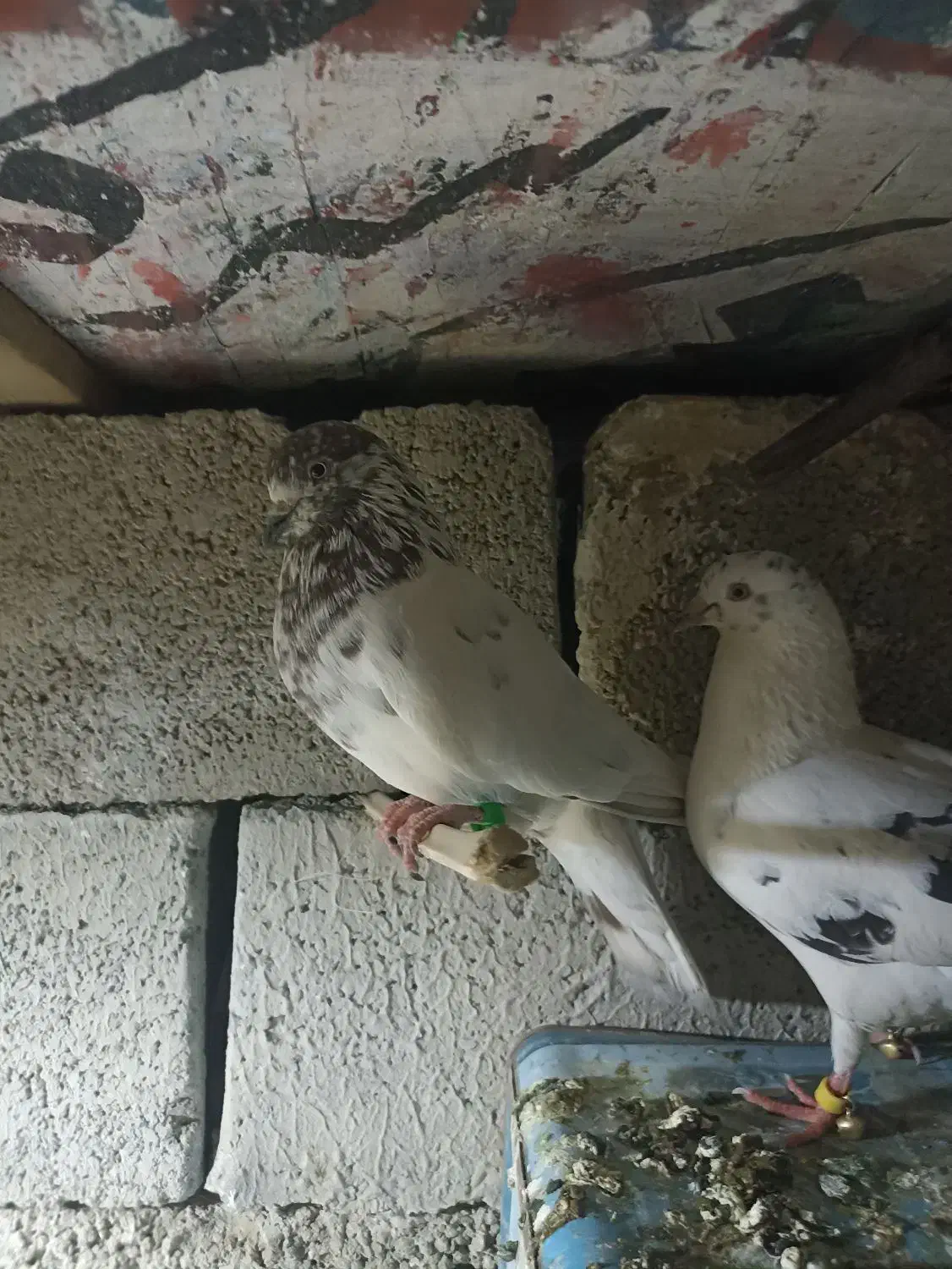 کبوتر|پرنده|ایرانشهر, |دیوار