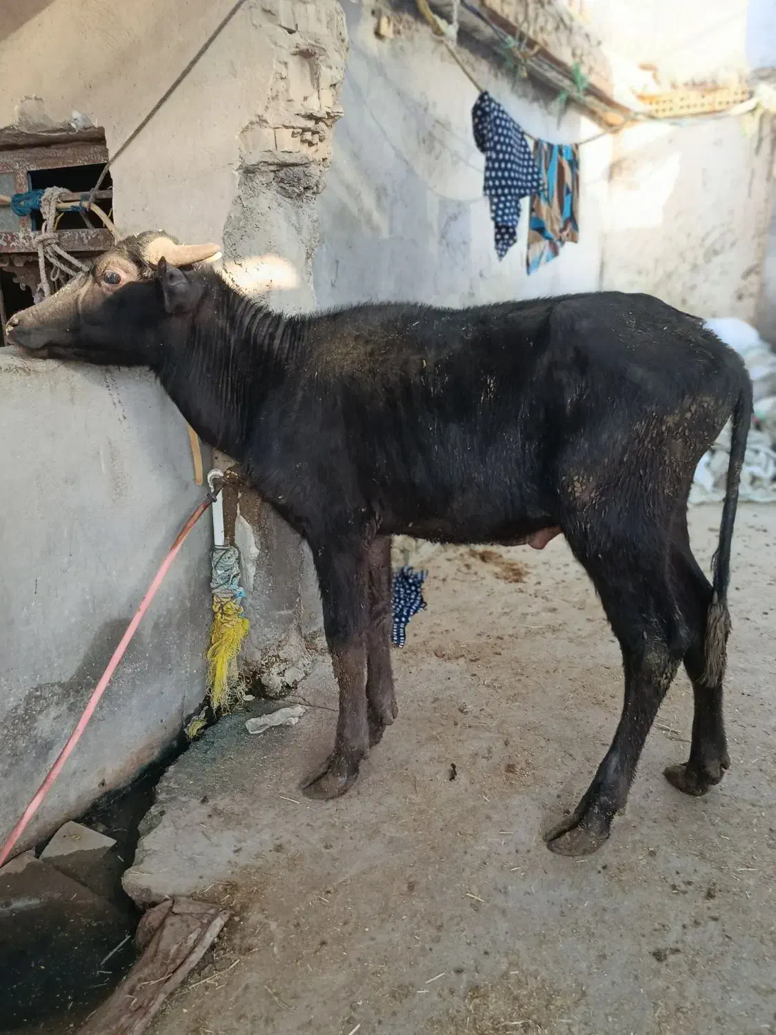 گاو گوساله گاسفند بز بره گاو میش در شادگان|حیوانات مزرعه|شادگان, |دیوار