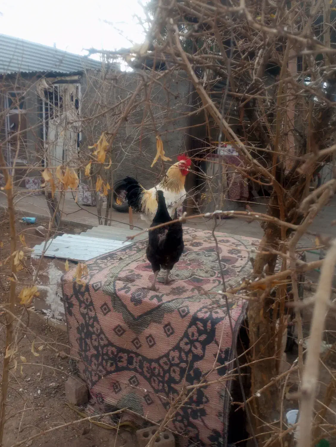 مرغ و خروس|حیوانات مزرعه|زرند, |دیوار