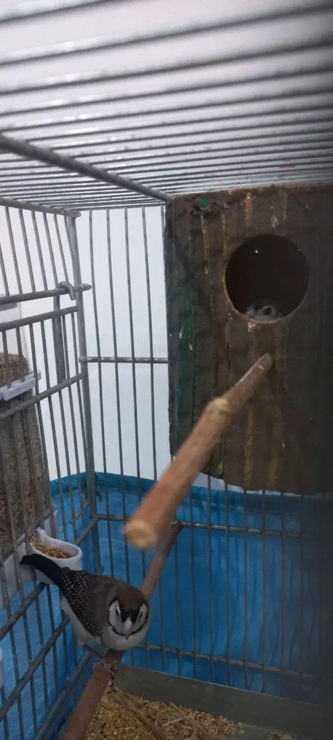 جفت فنچ جغدی مولد با جوجه|پرنده|تهران, شهرک دریا|دیوار