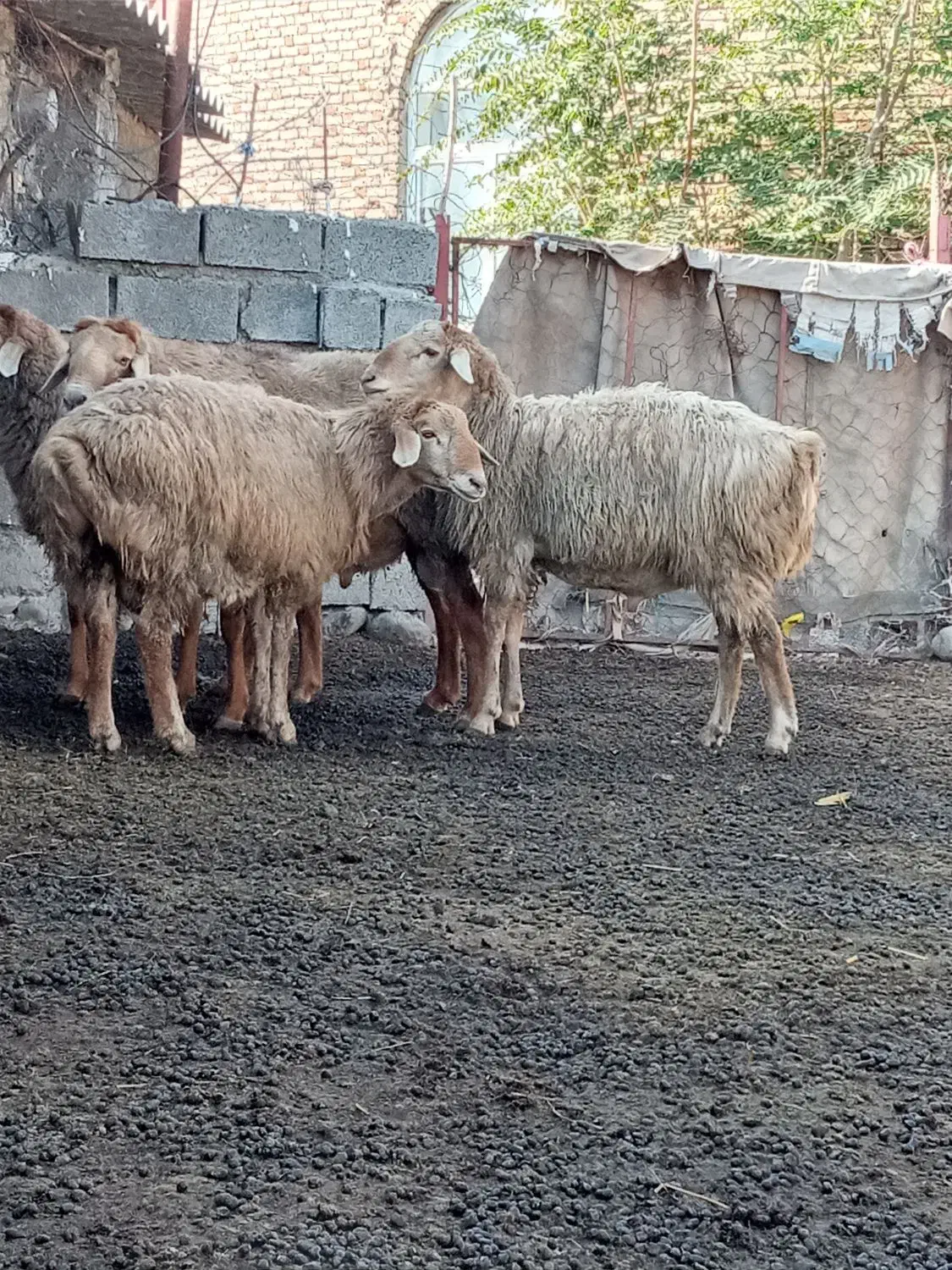 پارس آباد|حیوانات مزرعه|اصلاندوز, |دیوار