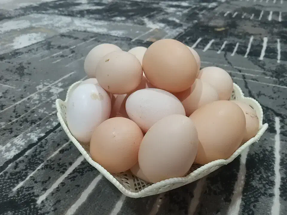 فروش تخم مرغ محلی|خوردنی و آشامیدنی|مسجد سلیمان, |دیوار