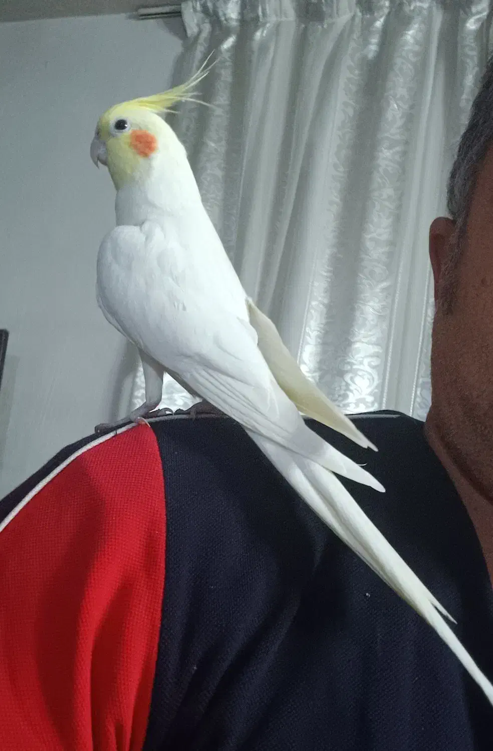 عروس هلندی دستی نر|پرنده|کازرون, |دیوار