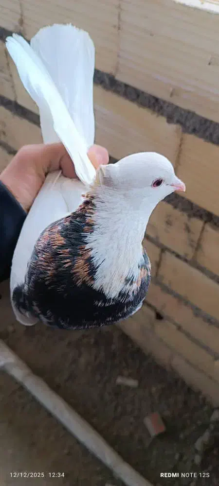 سه جفت طوقی|پرنده|لردگان, |دیوار