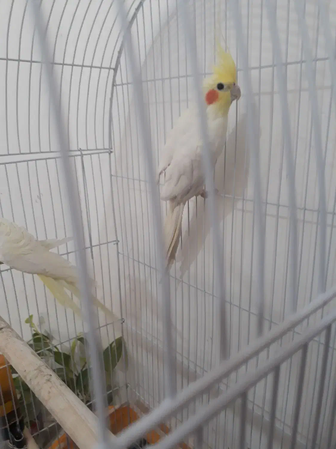 عروس هلندی لوتینو تخم و جوجه رسون|پرنده|بیرجند, |دیوار