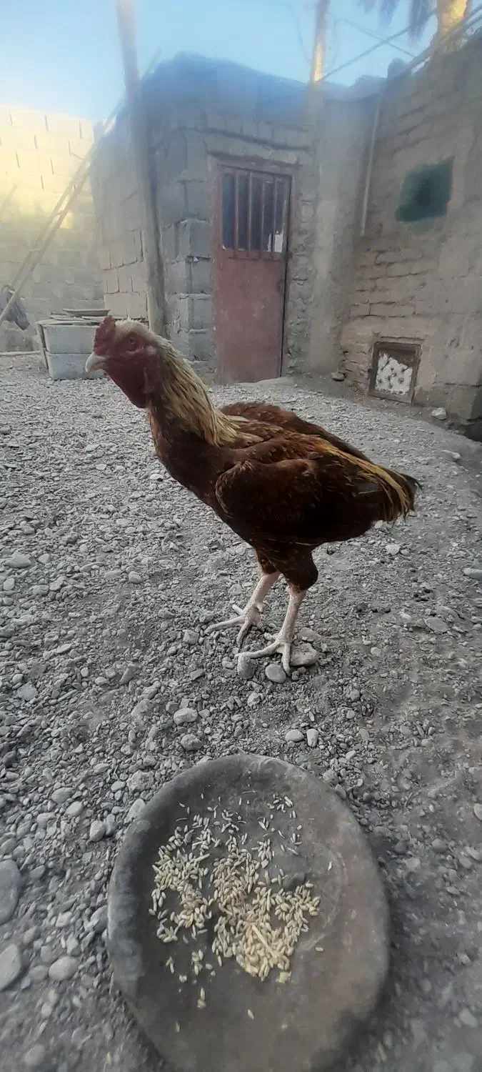 مرغ|پرنده|ایرانشهر, |دیوار