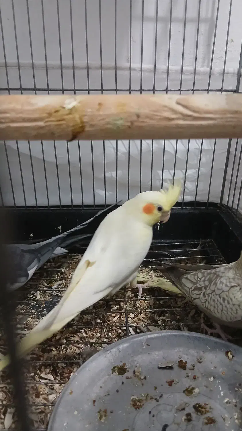 طوطی عروس هلندی|پرنده|الوند, |دیوار