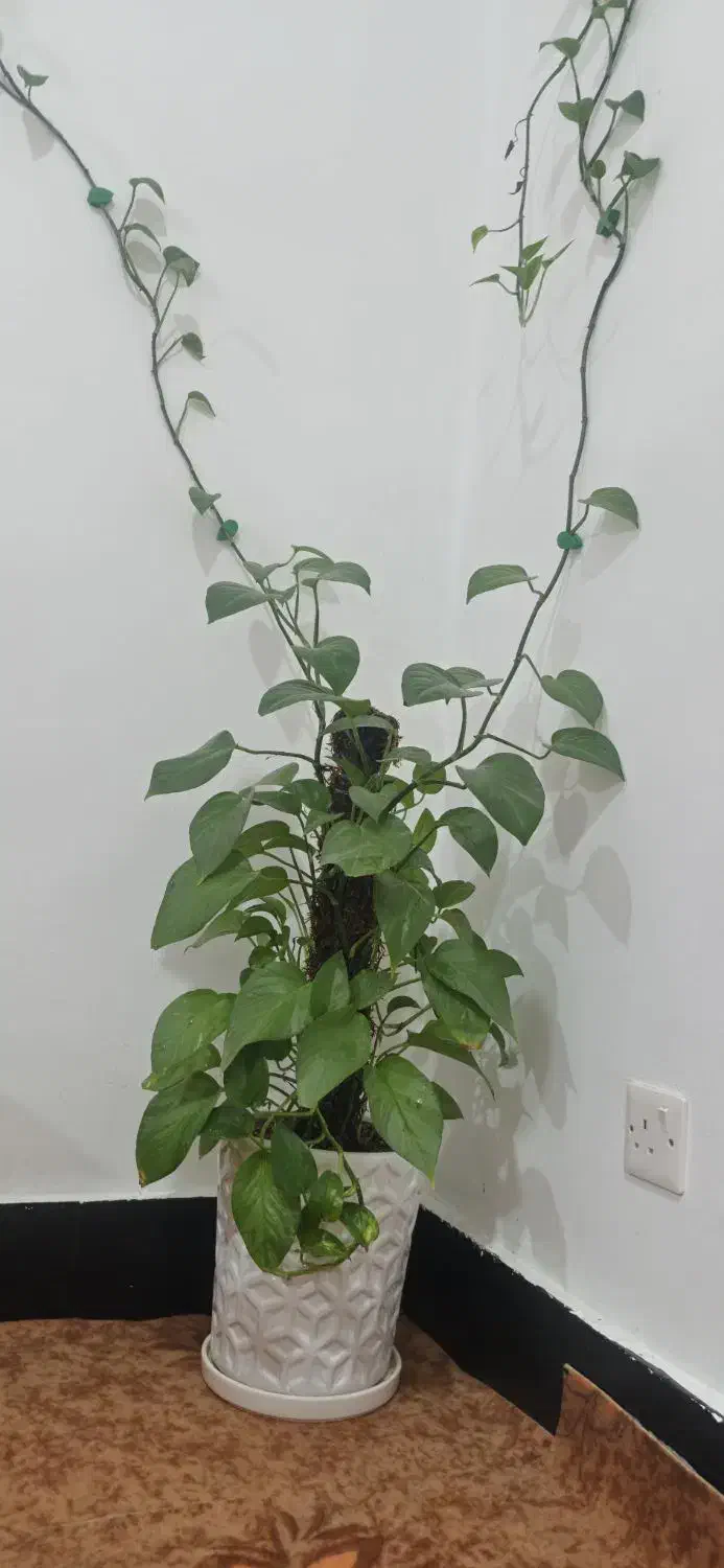 گل و گیاه|گل و گیاه طبیعی|دوگنبدان, |دیوار