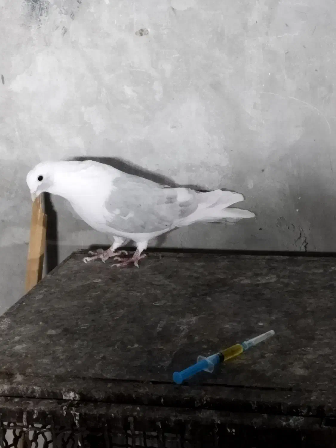 کبوتر|پرنده|سمنان, |دیوار