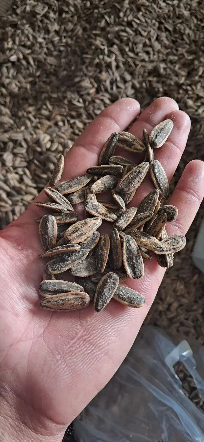 تخمه درشت S400 در طعم های مختلف محصول خوی|خوردنی و آشامیدنی|اصفهان, آزادگان|دیوار