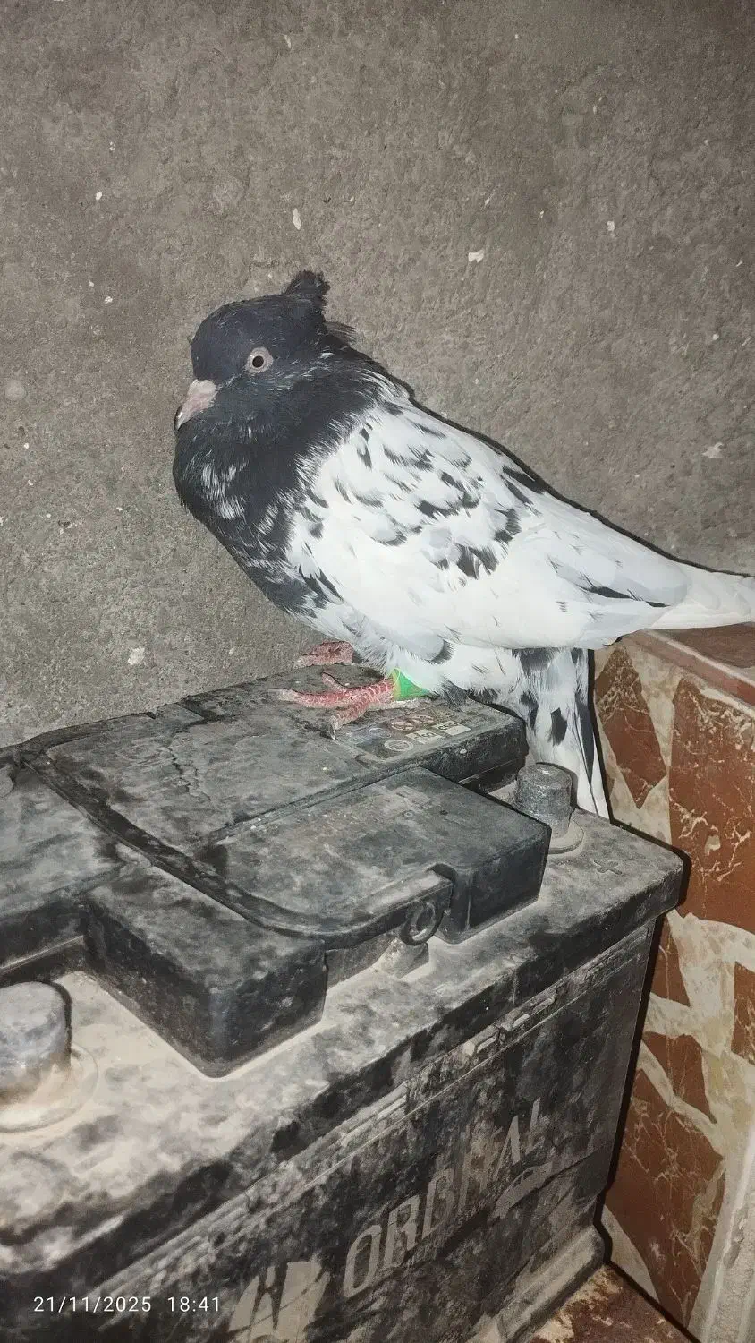 کبوتر|پرنده|مسجد سلیمان, |دیوار