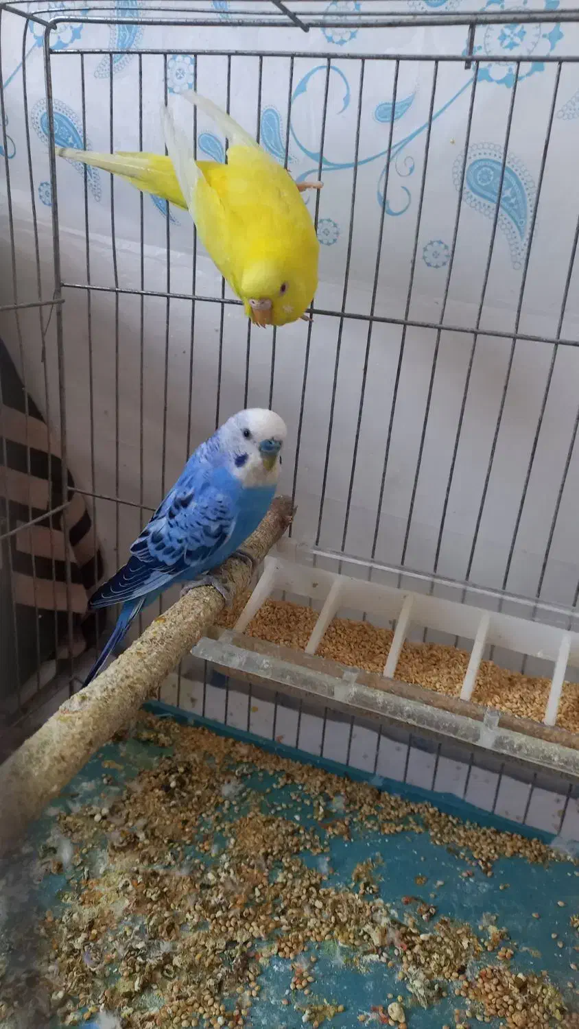 مرغ عشق هلندی زرد و سفید و اسپانگل|پرنده|باوی, |دیوار