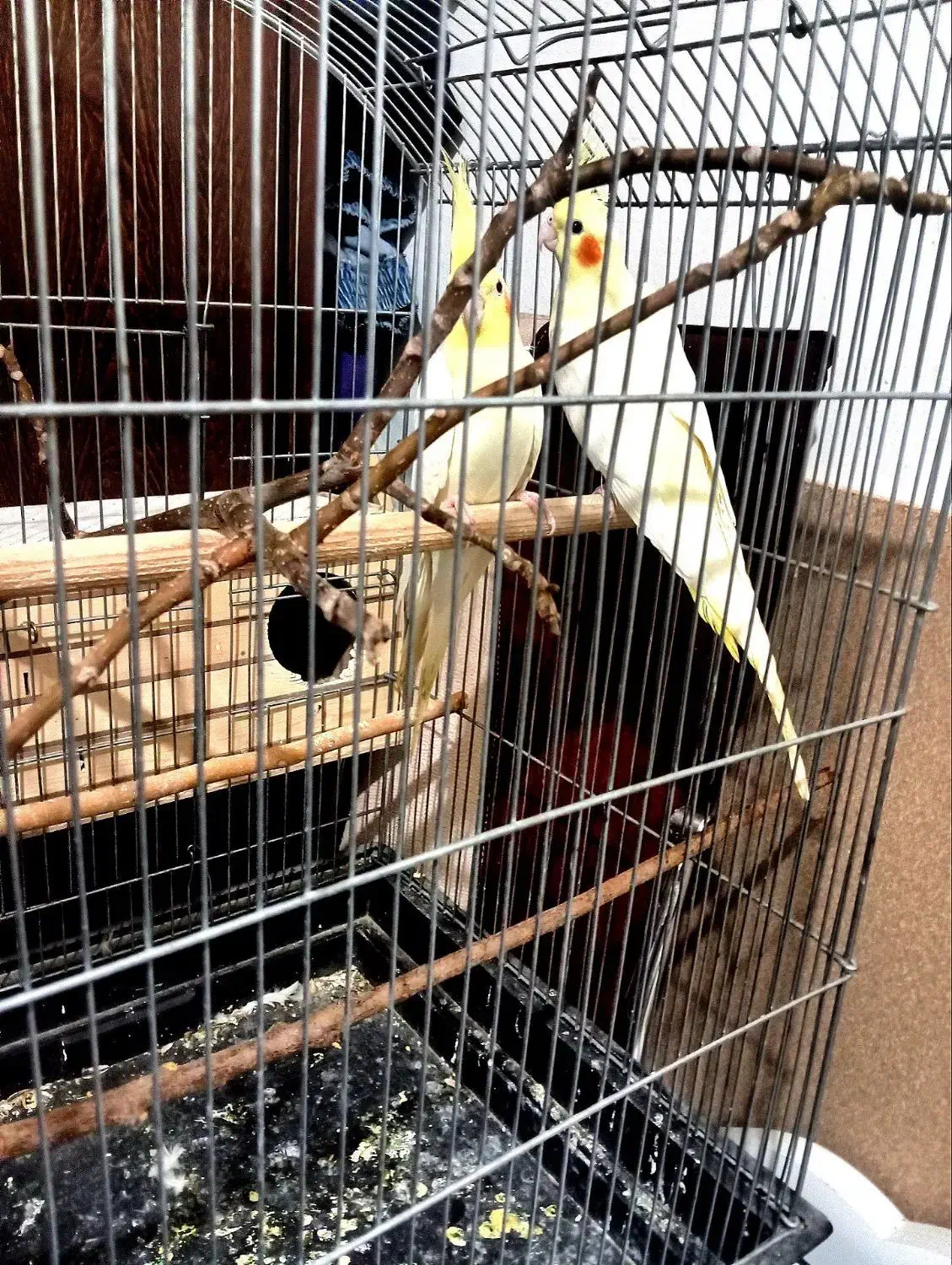 عروس هلندی به شرط تخم کردن|پرنده|نظرآباد, رسالت|دیوار