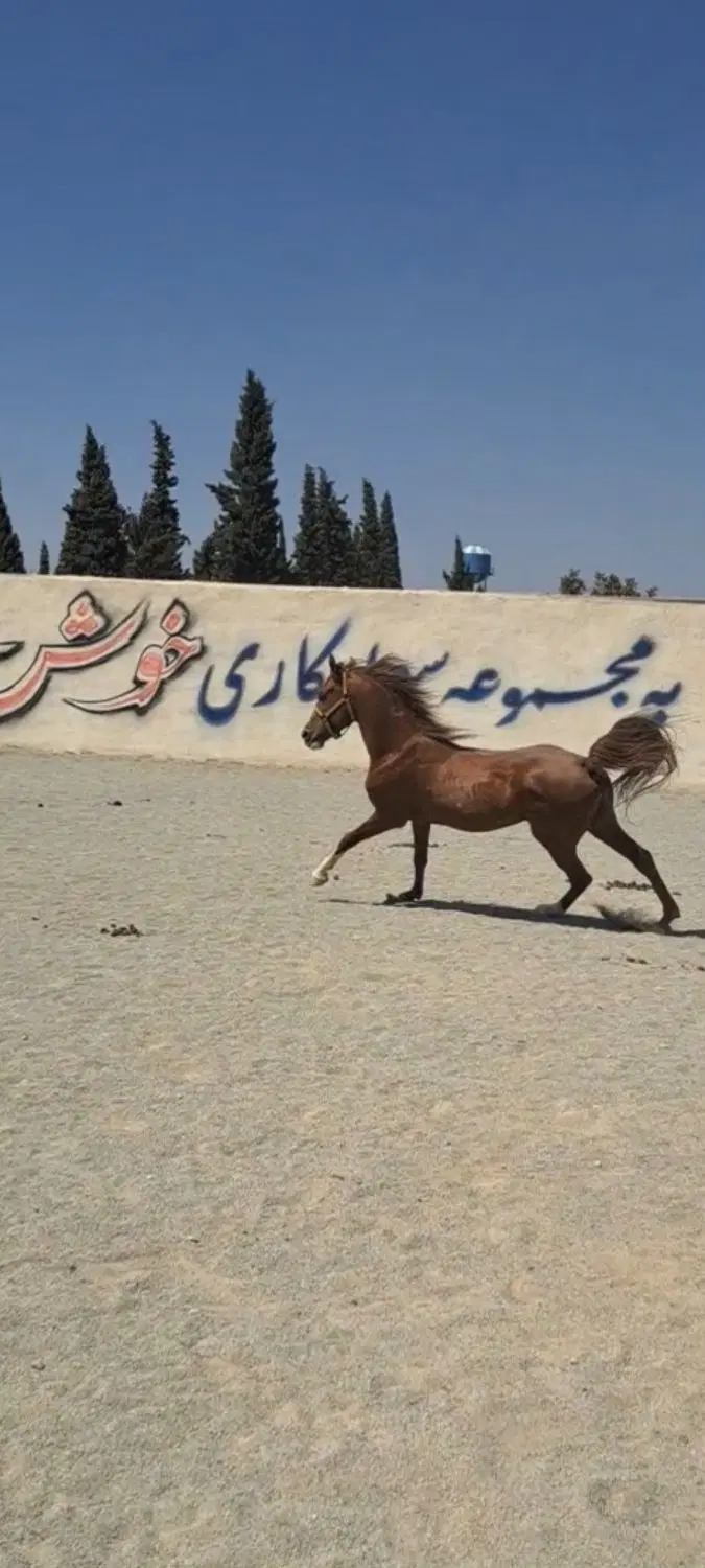 اسب|اسب و تجهیزات اسبسواری|تهران, فلسطین (میدان انقلاب)|دیوار