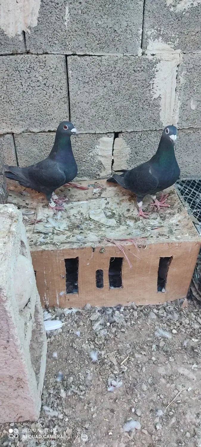 کبوتر زاغ سیاه|پرنده|خشت, |دیوار