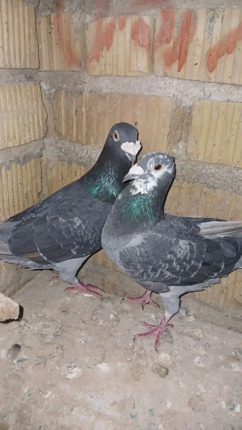 کفترپلاکی|پرنده|مرودشت, شهرک مهدیه|دیوار