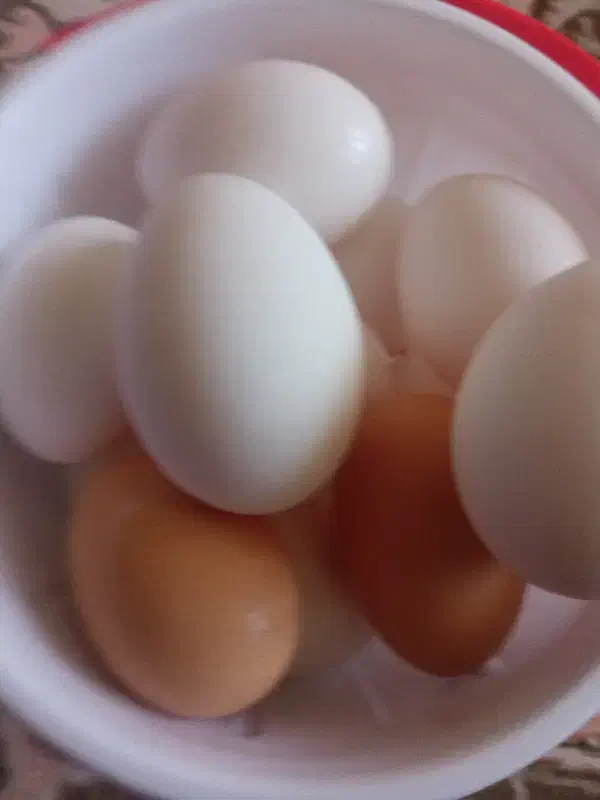 تخم مرغ محلی|خوردنی و آشامیدنی|شاهین دژ, |دیوار