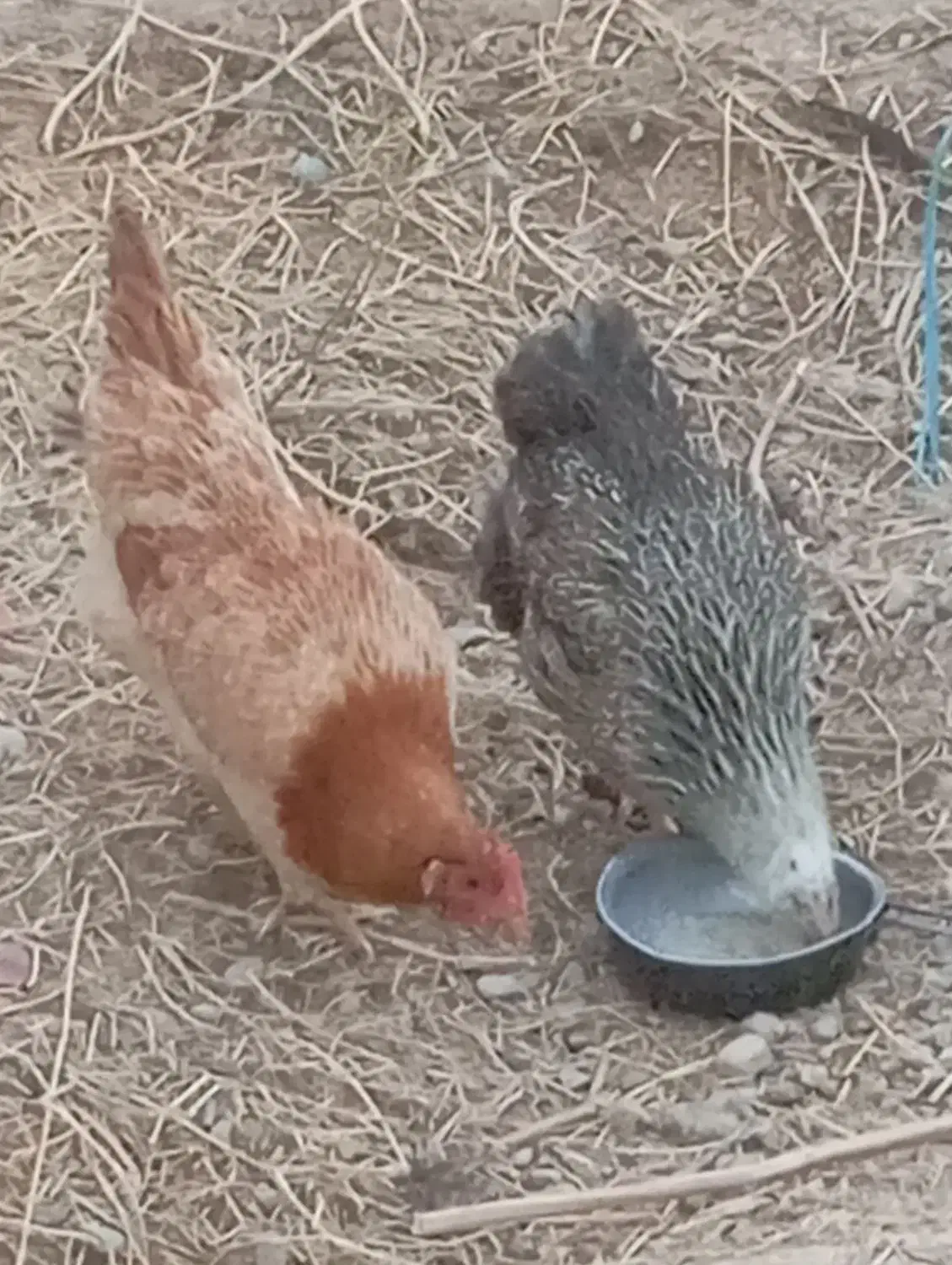 فروش مرغ و خروس رسمی ۶ماهه|حیوانات مزرعه|قرچک, پویینک|دیوار