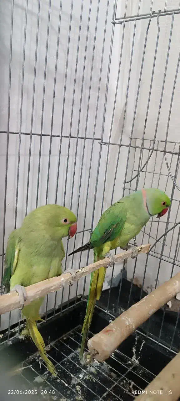 یک جفت طوطی ملنگو نروماده|پرنده|مهران (ایلام), |دیوار