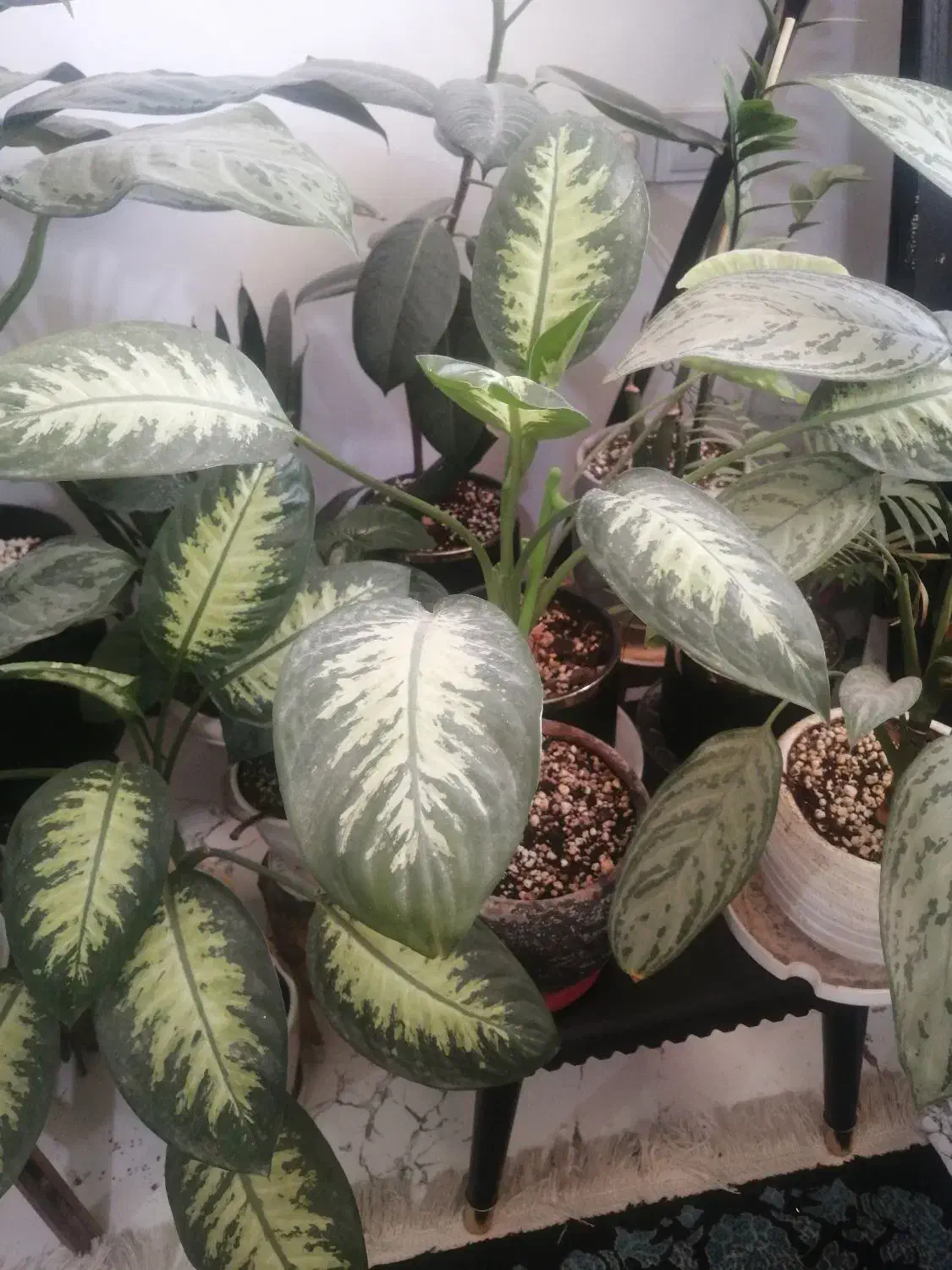 گل و گلدان|گل و گیاه طبیعی|شیراز, کوشک بیدک|دیوار