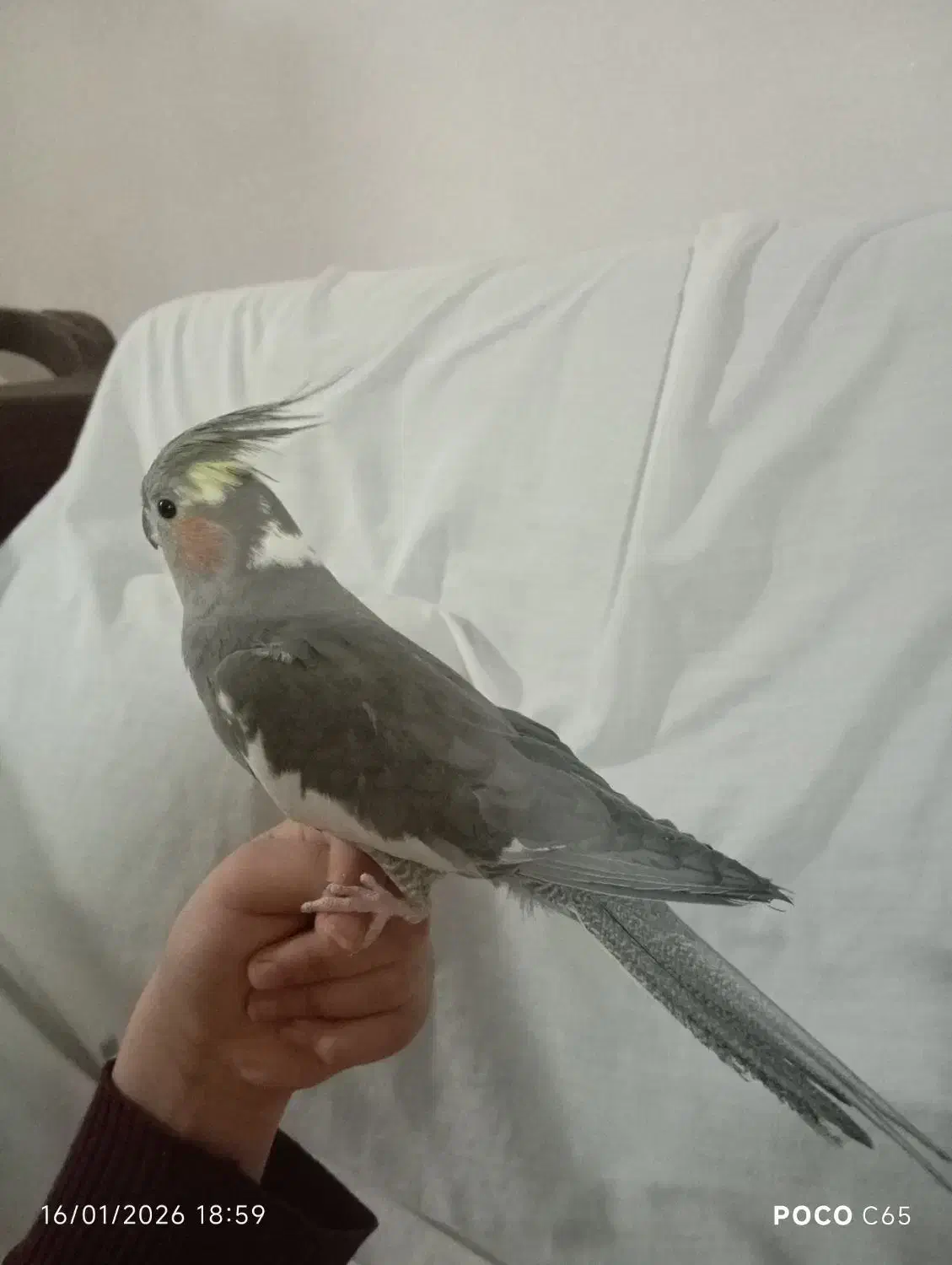 عروس هلندی|پرنده|قم, باغ کرباسی|دیوار