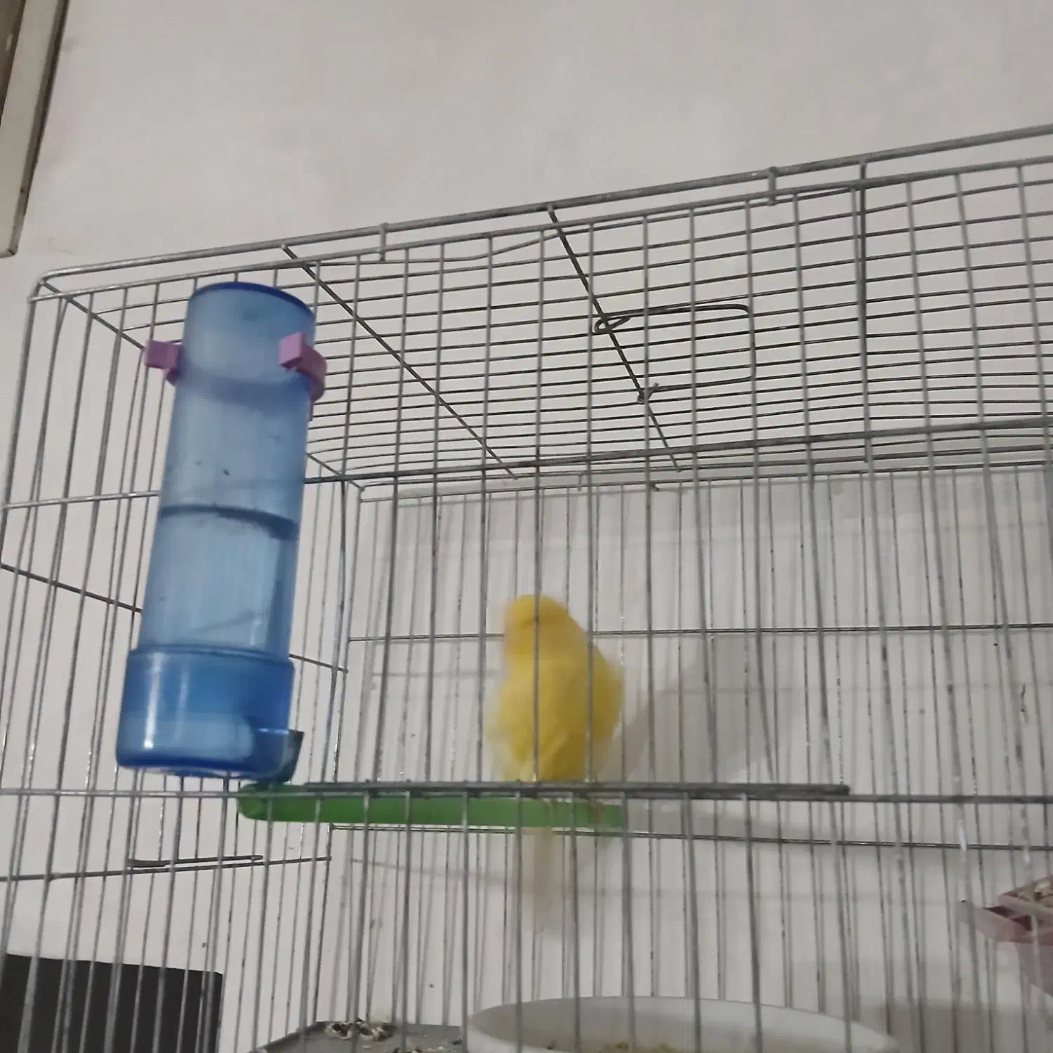 قناری رسمی|پرنده|دلیجان, |دیوار