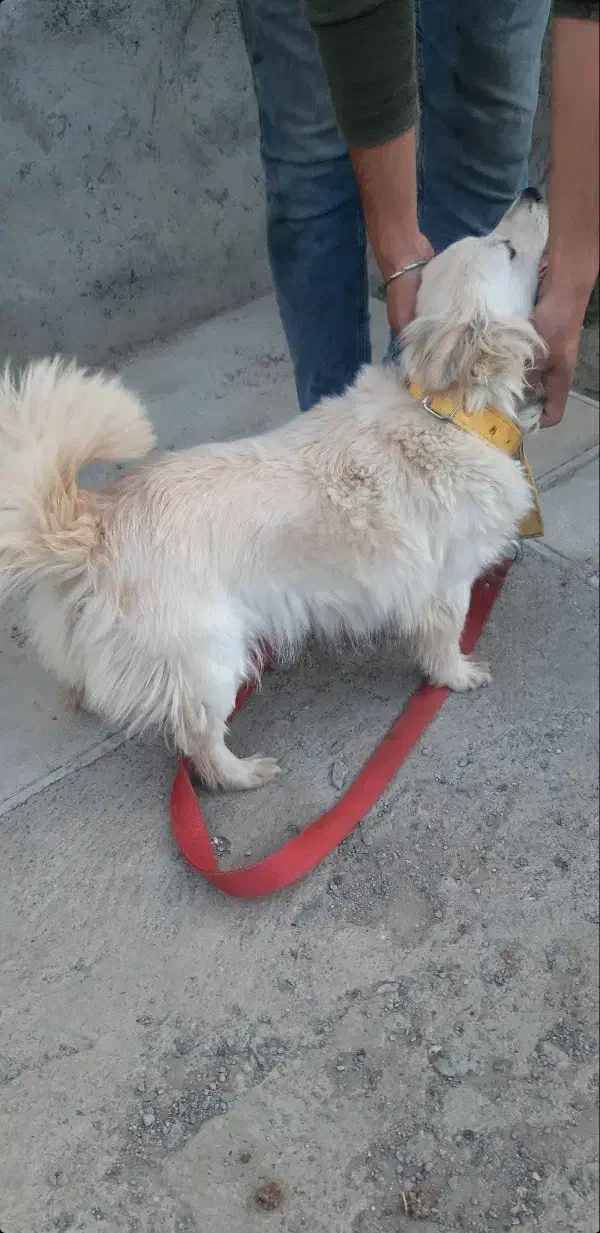 سگ پاکوتاه|سگ|مشهد, الهیه|دیوار