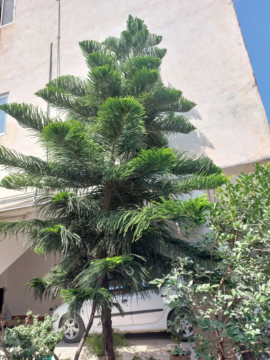 کاج مطبق|گل و گیاه طبیعی|آمل, |دیوار