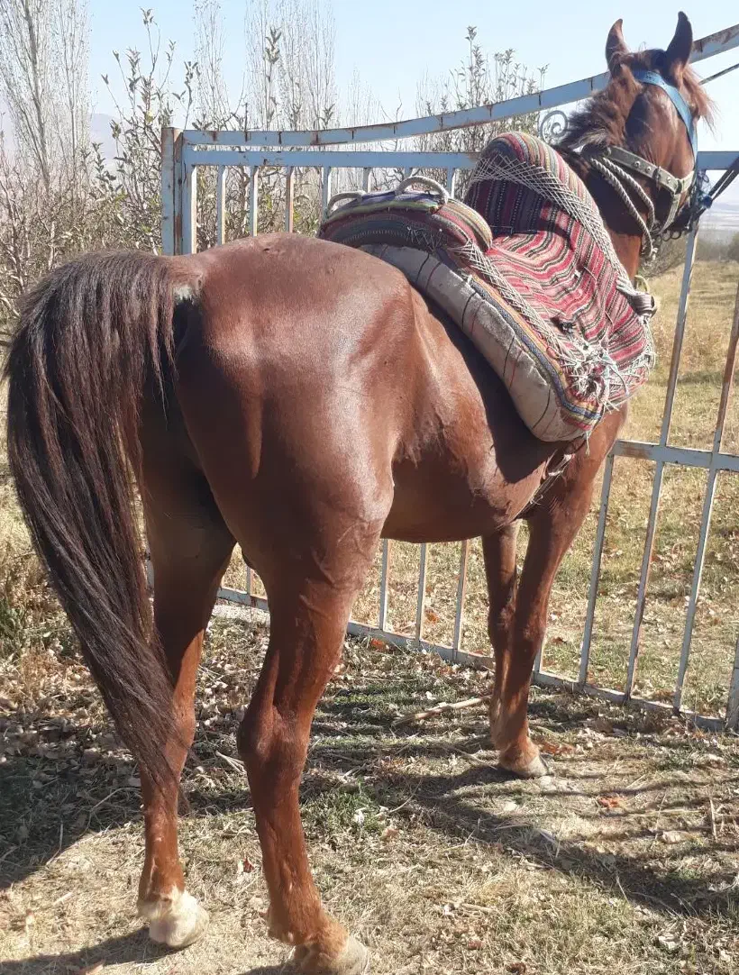 ضامن بار سواری|اسب و تجهیزات اسب‌سواری|ارومیه, |دیوار