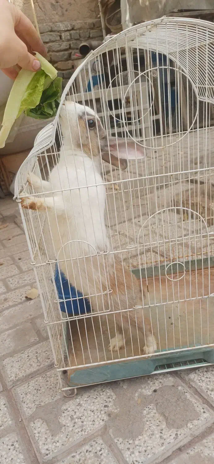 خرگوش|موش و خرگوش|نیشابور, خط کاشمر|دیوار