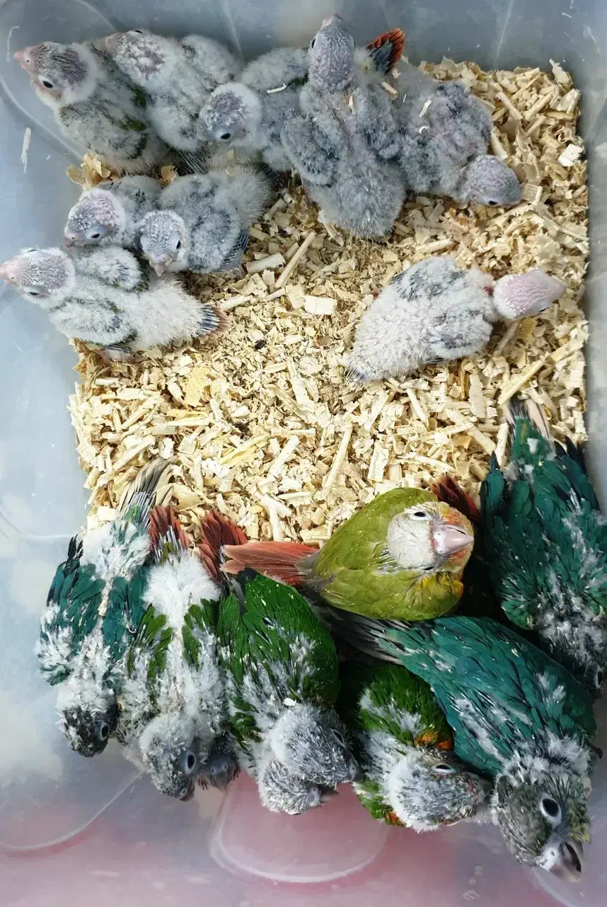 سالن تکثیر گرینچیک (جوجه سرلاکی و جفت جوانه)|پرنده|مشهد, رضاشهر|دیوار