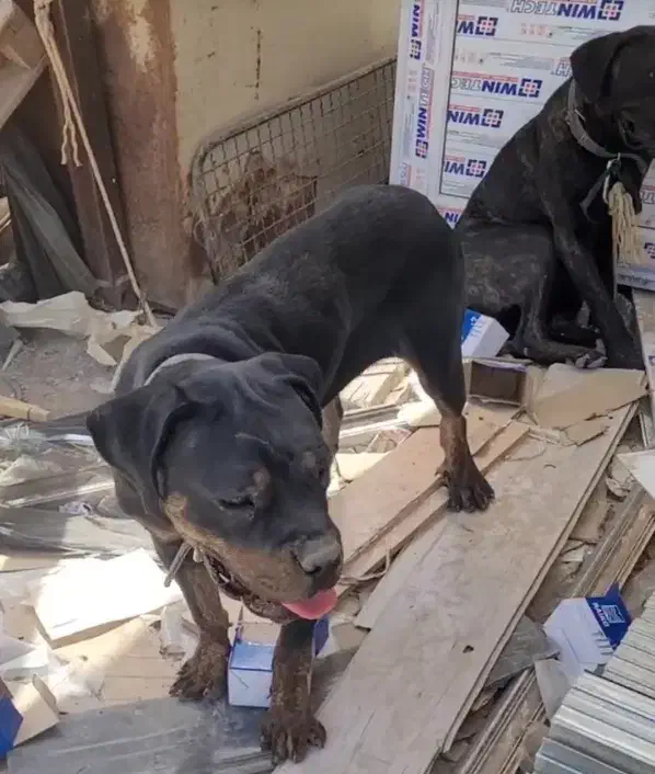 سگ کن کورسو|سگ|باغستان, |دیوار